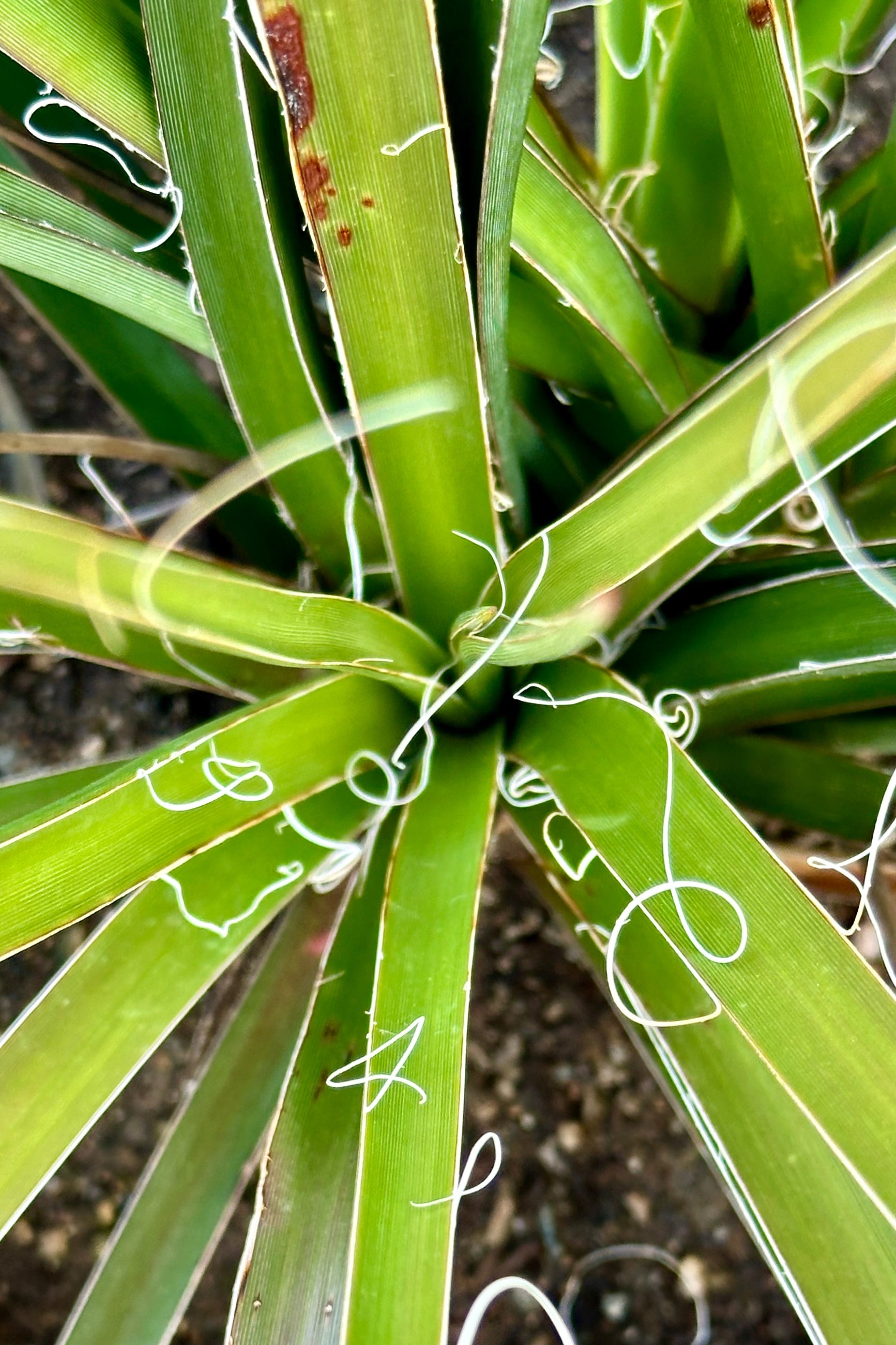 Detail of the thick leaves with white edging of the Hesperaloe parviflora looking from above.  ©Sprout Home