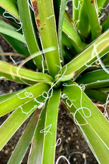 Detail of the thick leaves with white edging of the Hesperaloe parviflora looking from above. 