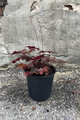 Heuchera 'Blackout' the middle of July in a #1 growers pot against a concrete wall.