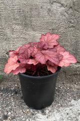 #1 size Heuchera 'Georgia Peach' the end of June with a raspberry leaf color.
