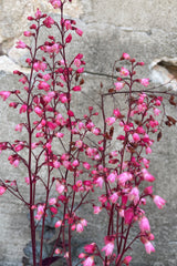 The bright pink flowers of the Heuchera 'Glitter' mid July at Sprout Home 