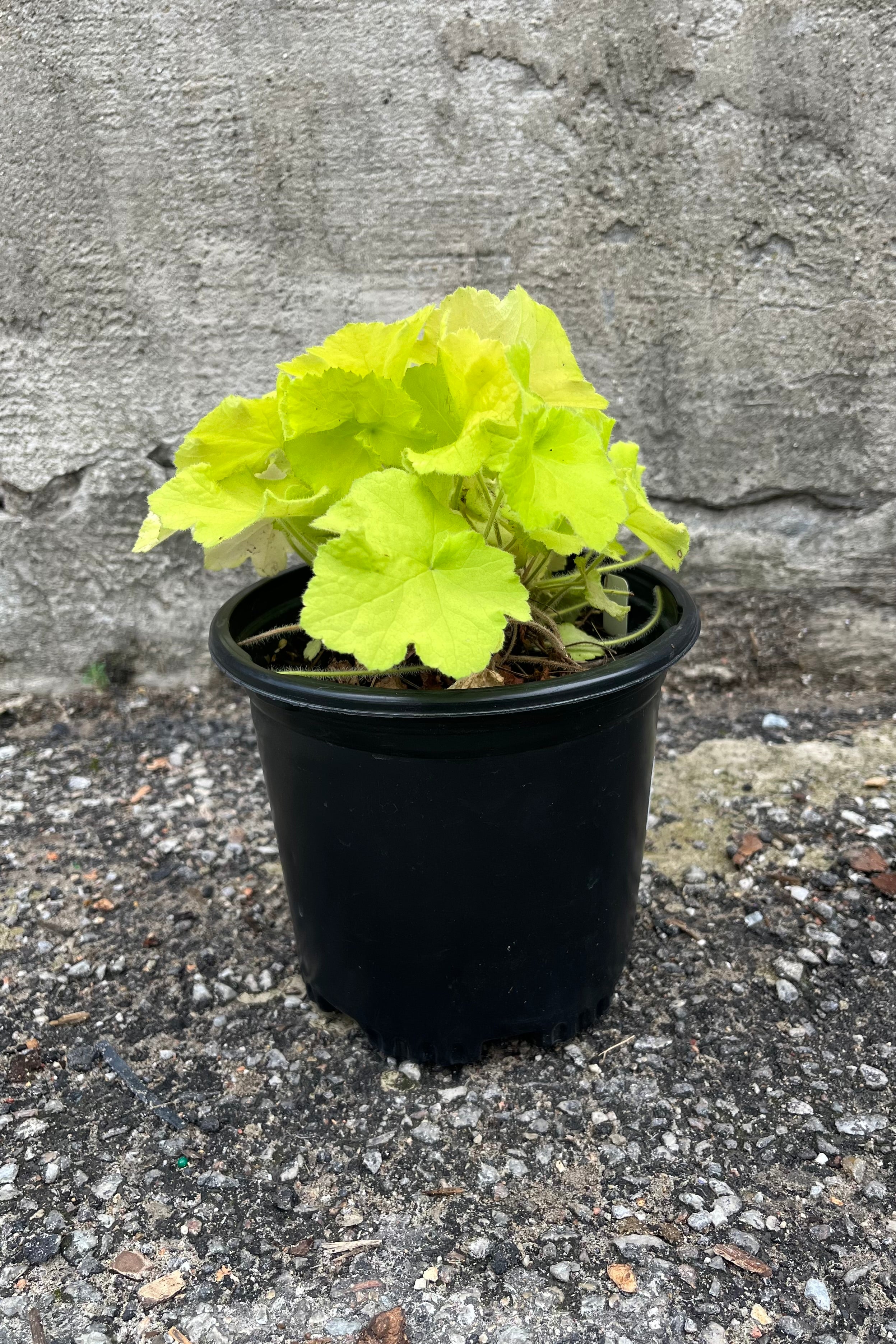 Heuchera 'Guacamole' in a #1 pot the middle of July with bright chartreuse leaves.