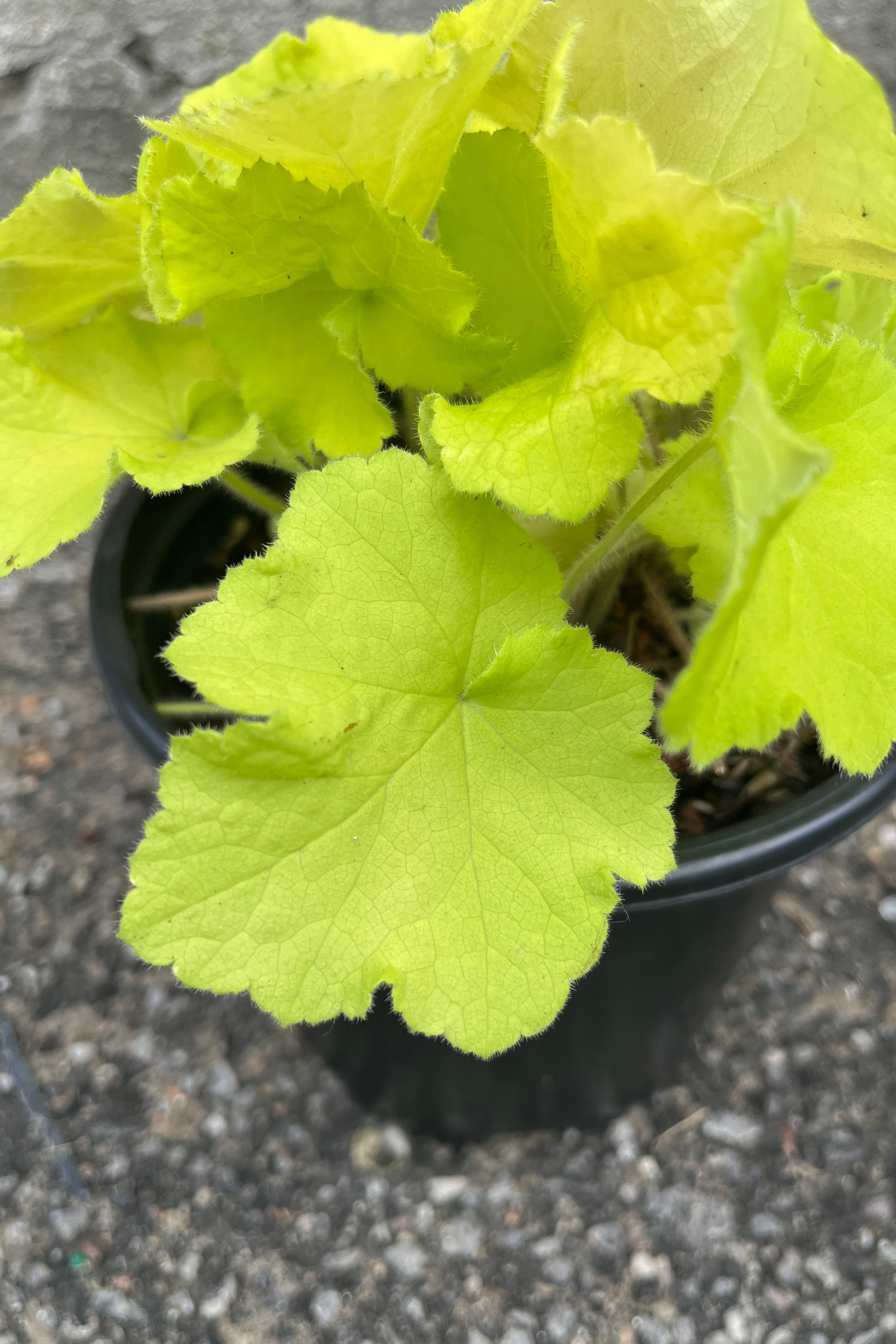 Detail shot of the vivid neon chartreuse leaves of the Heuchera 'Guacamole' the middle of July