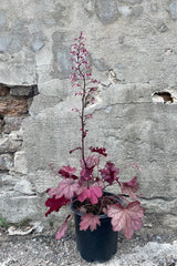 Heuchera 'Raspberry Sea' the beginning of July in front of a concrete wall. 