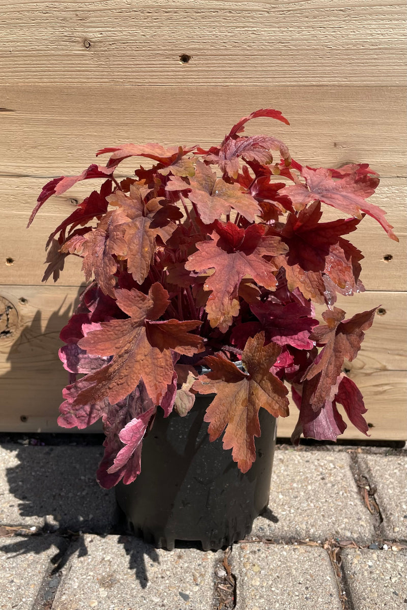 Heucherella 'Sweet Tea' in a #1 pot size the beginning of May showing off its gorgeous copper, burgundy and brown orange leaves. 