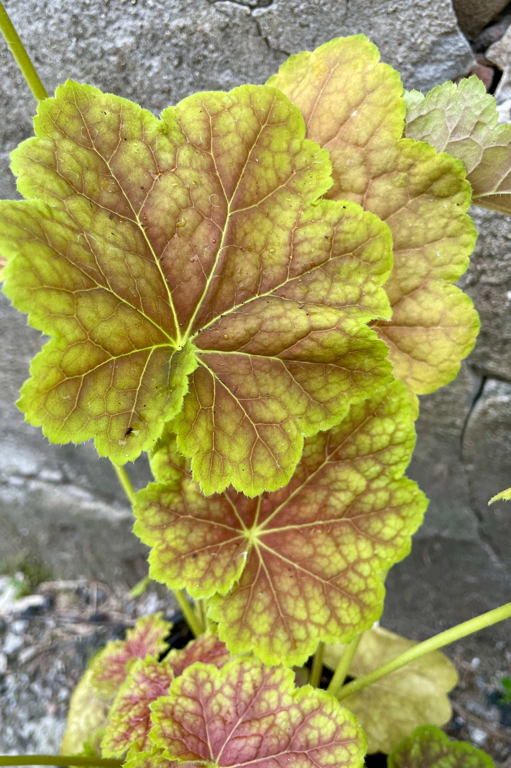 up close picture of the chartruese green leaves with rust burgundy colored centers the end of April ©Sprout Home