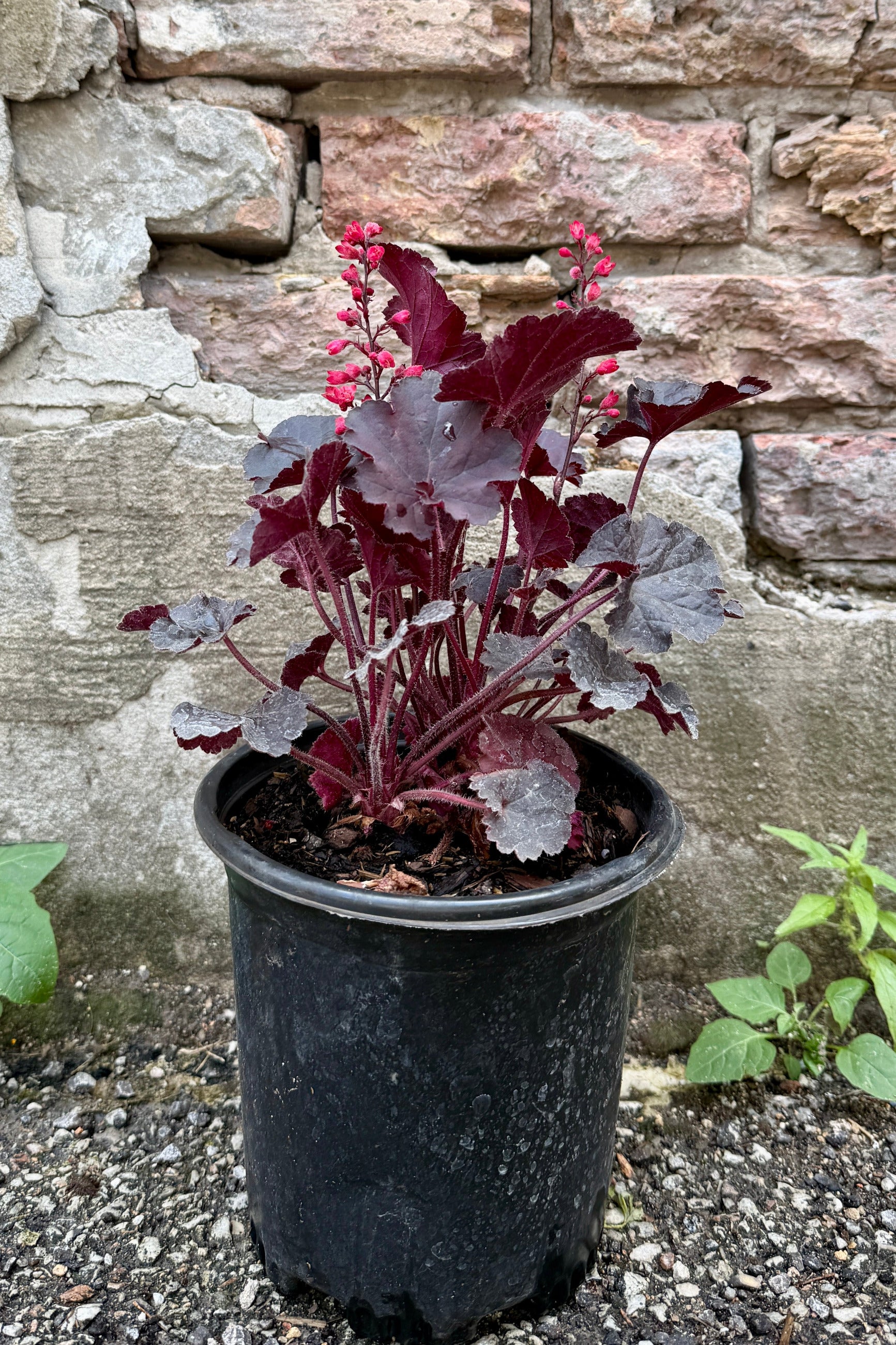 Heuchera 'Black Forest Cake' in a #1 growers pot with red and green leaves against a stone wall the middle of June ©Sprout Home
