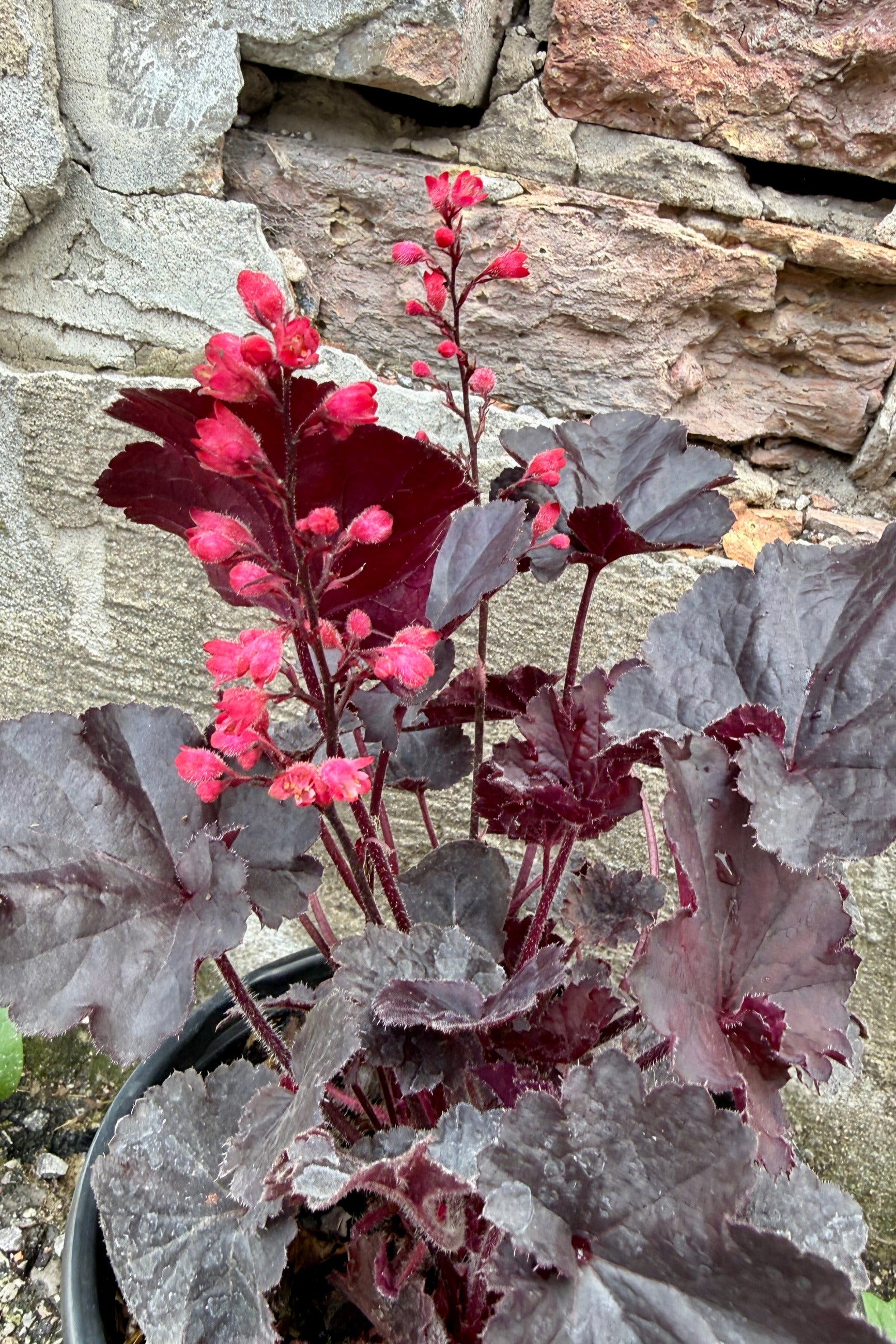 Heuchera 'Black Forest Cake' with red flowers and dark green leaves against a stone wall the middle of June ©Sprout Home
