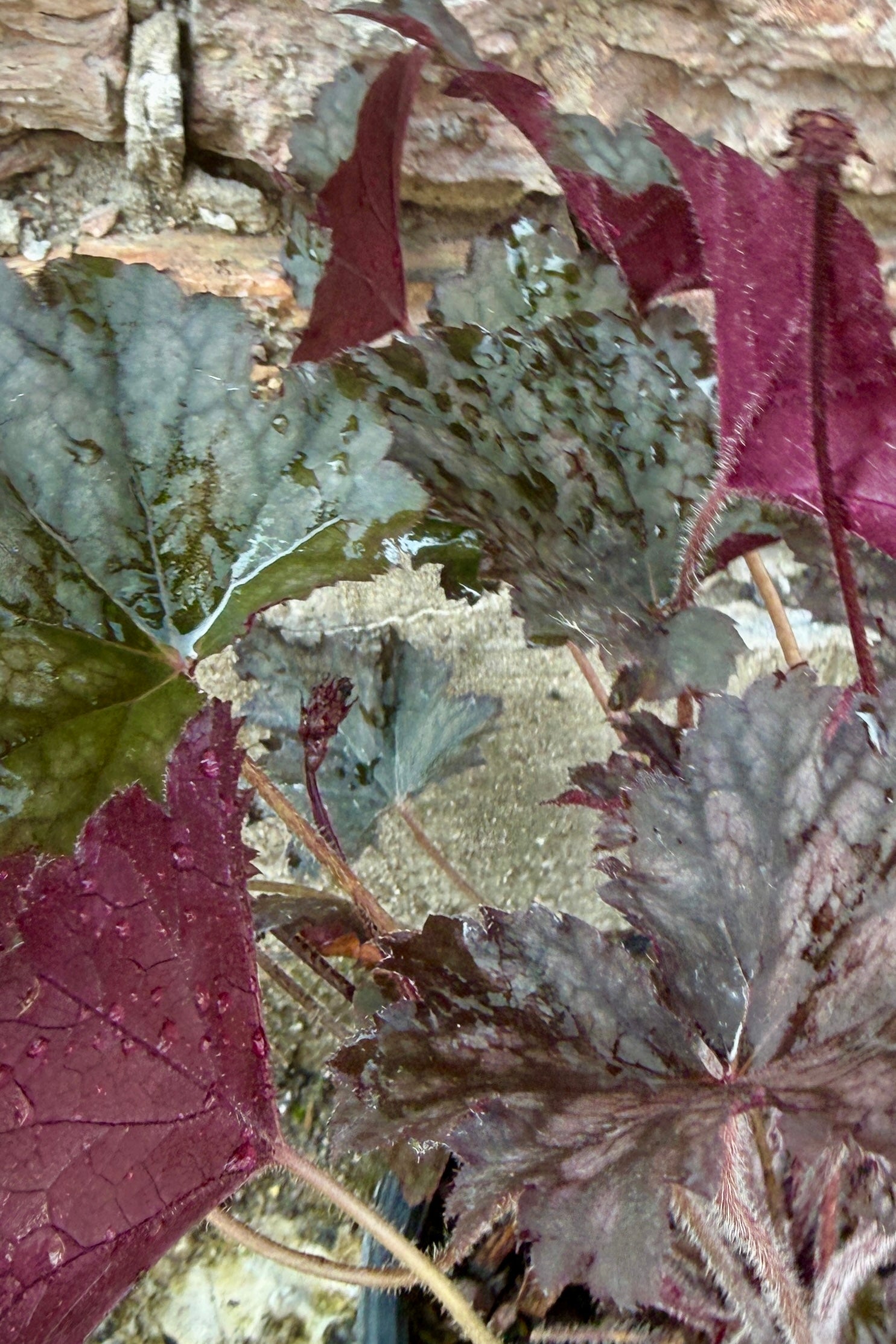 Heuchera 'Frosted Violet' coral bells the beginning of July, end mid / end of bloom, up close ©Sprout Home
