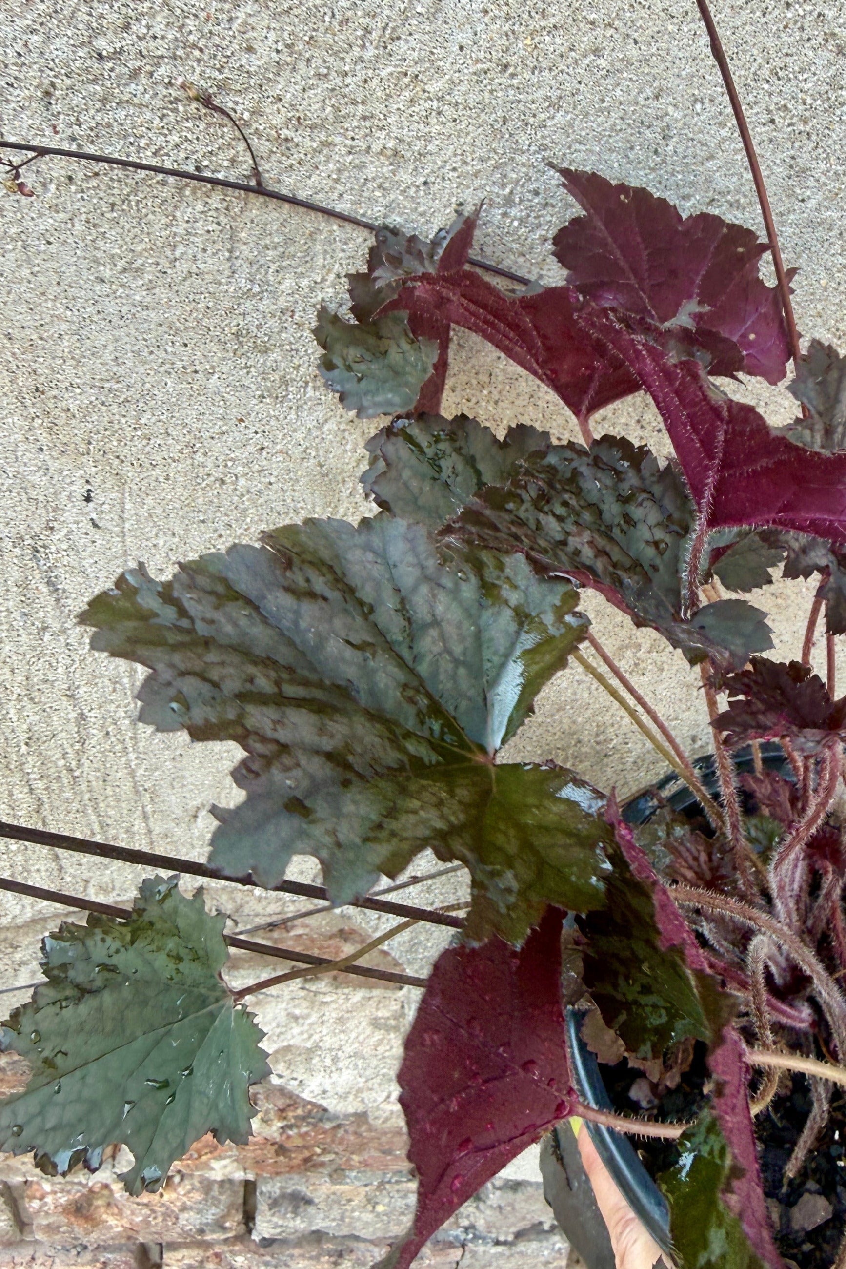 Heuchera 'Frosted Violet' coral bells the beginning of July, end mid / end of bloom, up close ©Sprout Home