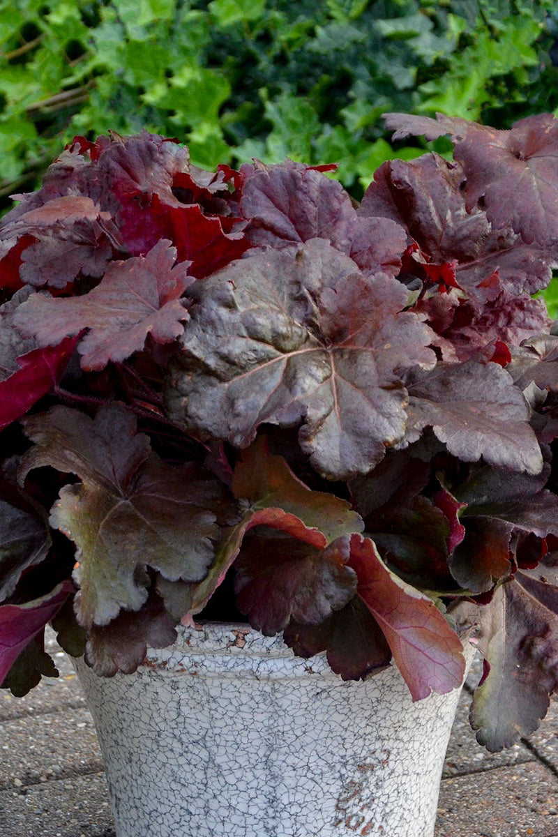 Potted Heuchera 'Mahagony Monster' with dark purple leaves on a paved surface with green foliage in the background ©Elite Growers
