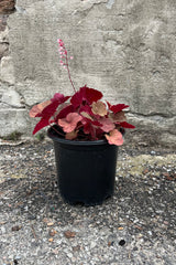 Heuchera 'Pink Pearls' in a #1 growers pot the beginning of July with a bloom rising above the colorful foliage. 