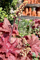 The cream colored buds rising above the rust and peach colored foliage of Heucherella Peach Tea the very beginning of May at Sprout Home.
