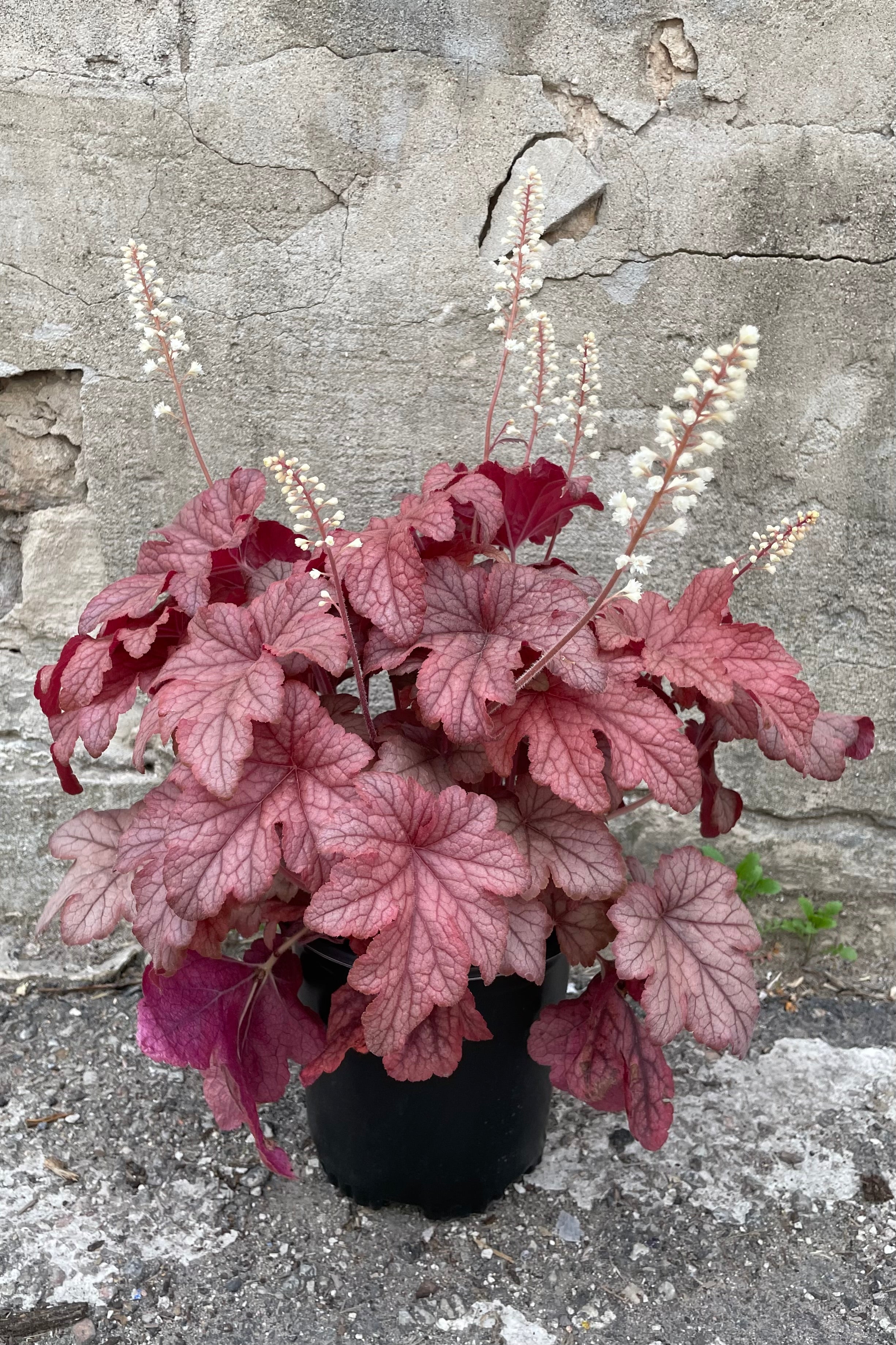 'Peach Tea' Heucherella the beginning of May showing more of a burgundy leaf in bloom with white spikes of flowers in front of a concrete wall. 