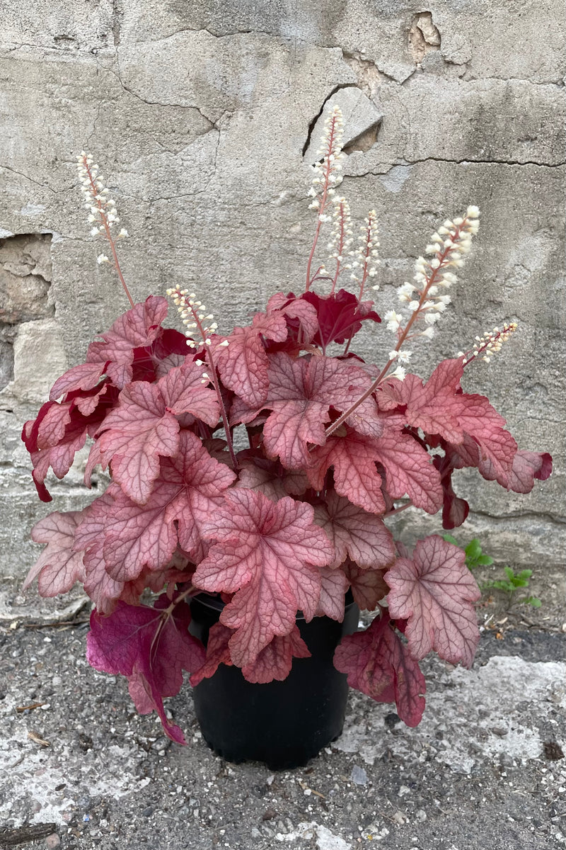 'Peach Tea' Heucherella the beginning of May showing more of a burgundy leaf in bloom with white spikes of flowers in front of a concrete wall. 