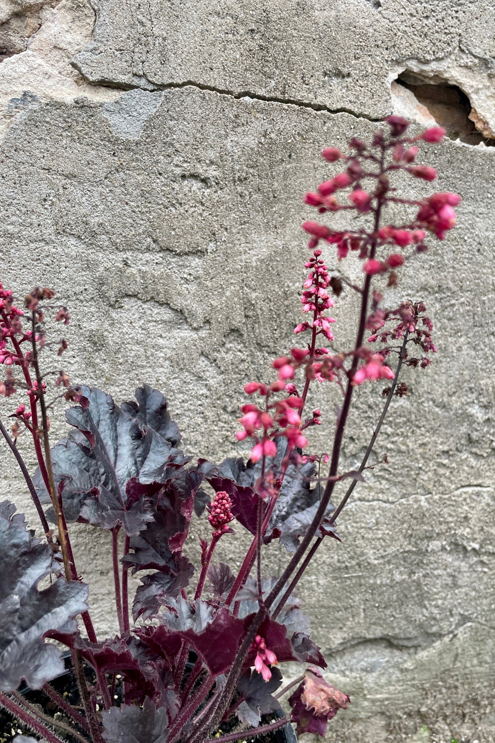 The bright pink flowers and almost black leaves of Heuchera 'Timeless Night' the end of July ©Sprout Home
