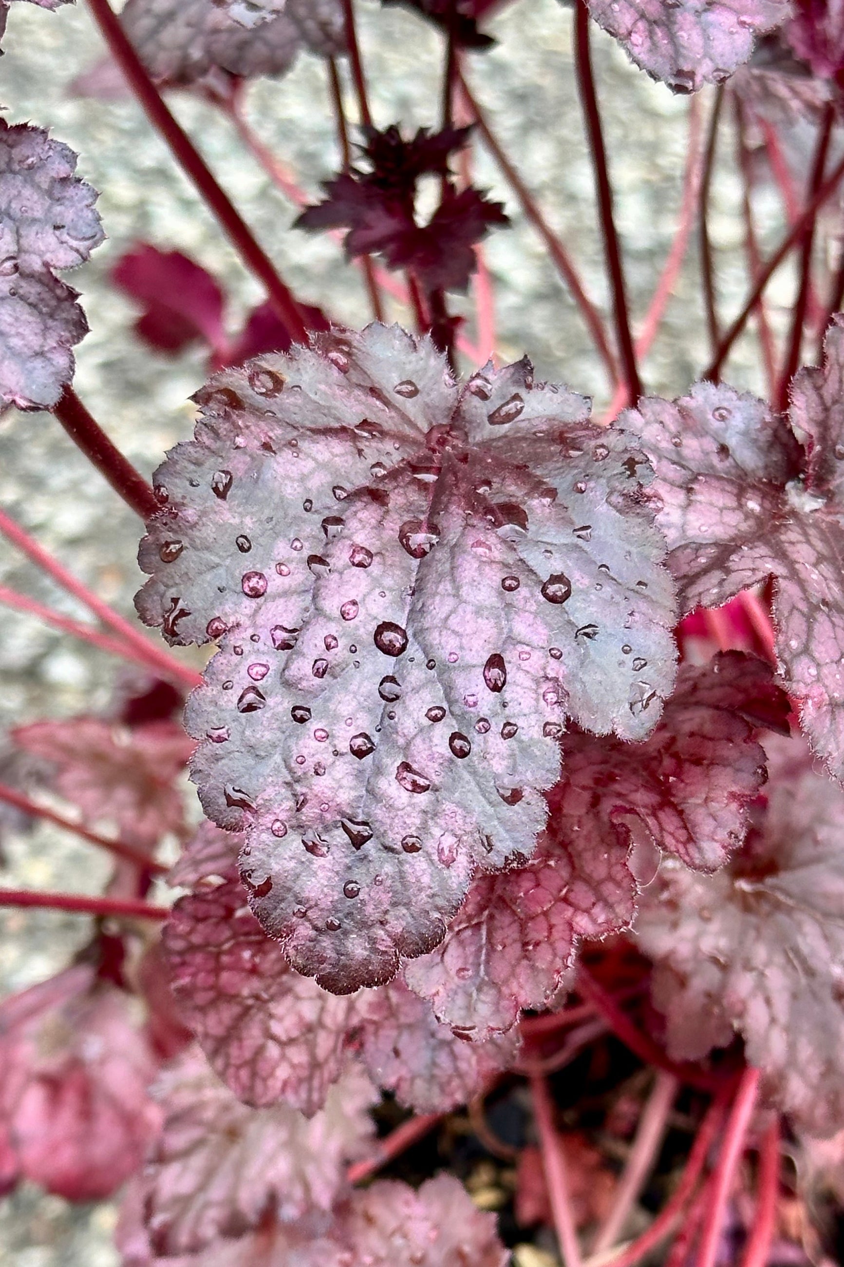 The dark burgundy leaves of the Heuchera 'Plum Pudding' with water droplets on them mid May at Sprout Home  ©Sprout Home