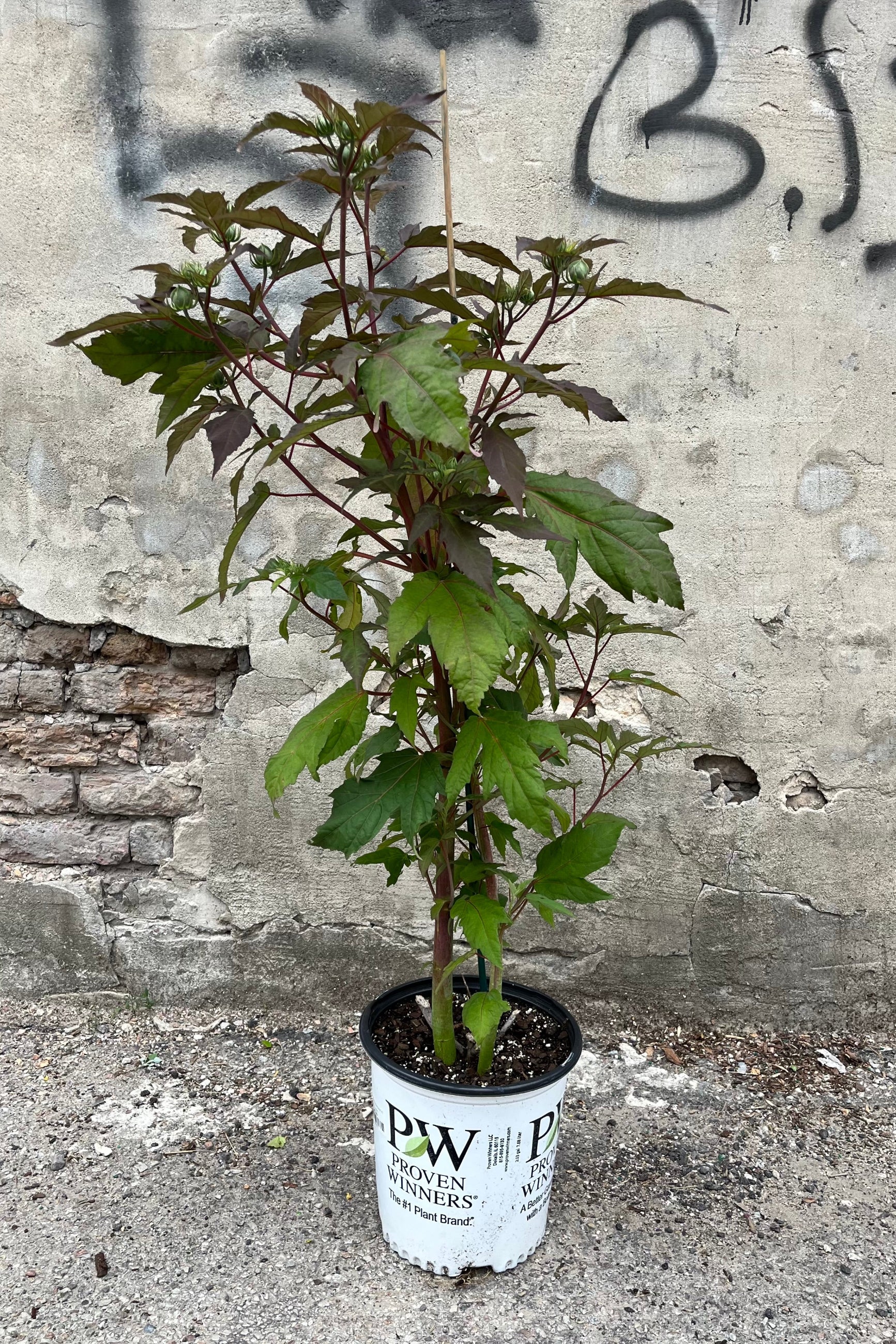 HIbiscus 'Berry Awesome' in a #2 growers pot the end of June setting bud and standing tall. ©Sprout Home