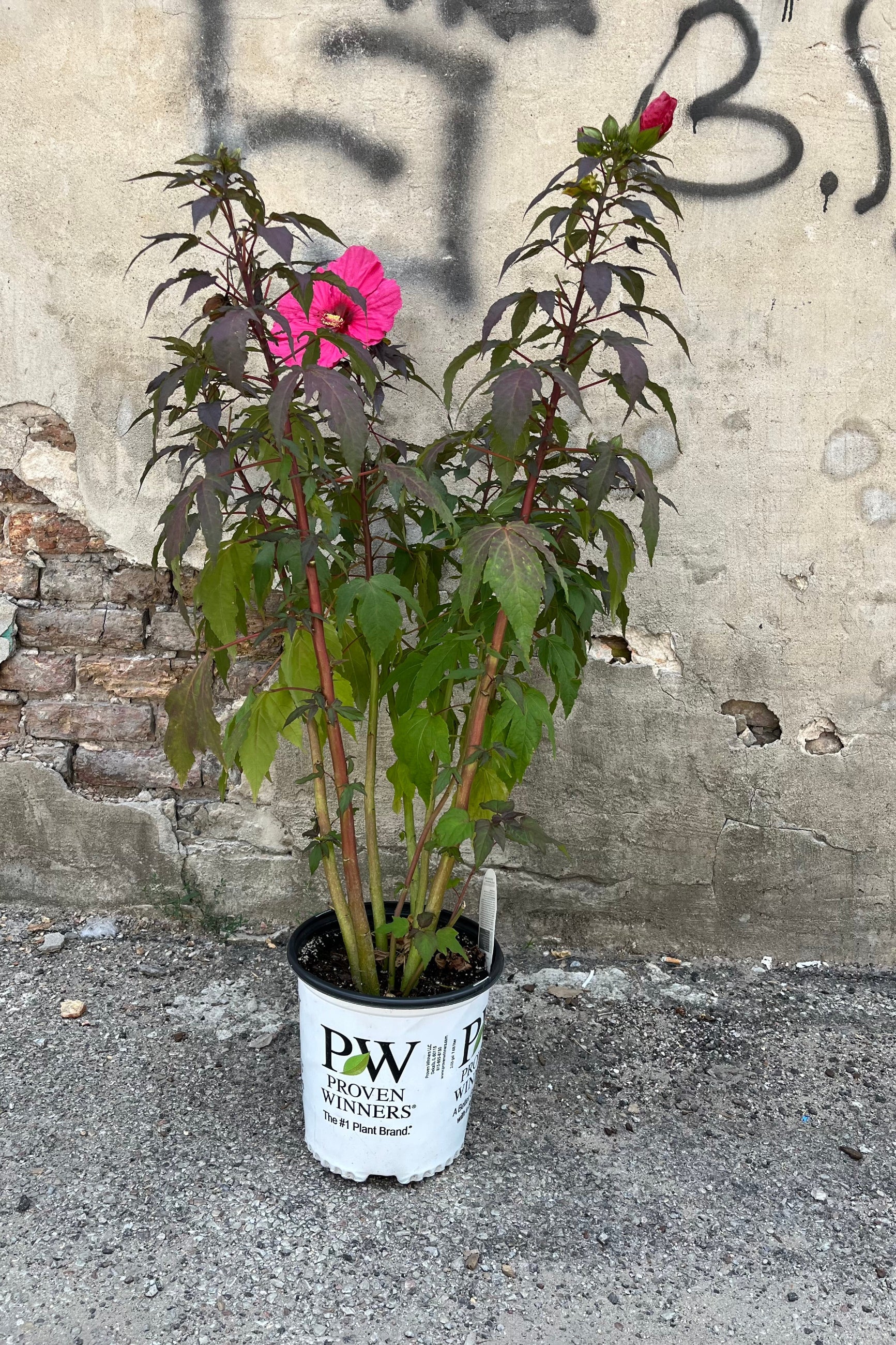 Hibiscus 'Berry Awesome' rose mallow in a #2 growers pot, in mid-summer, early August. Massive 8" ruffled pink flower with a cherry red eye on a dense and compact shrub with dark green midnighty leaves. ©Sprout Home