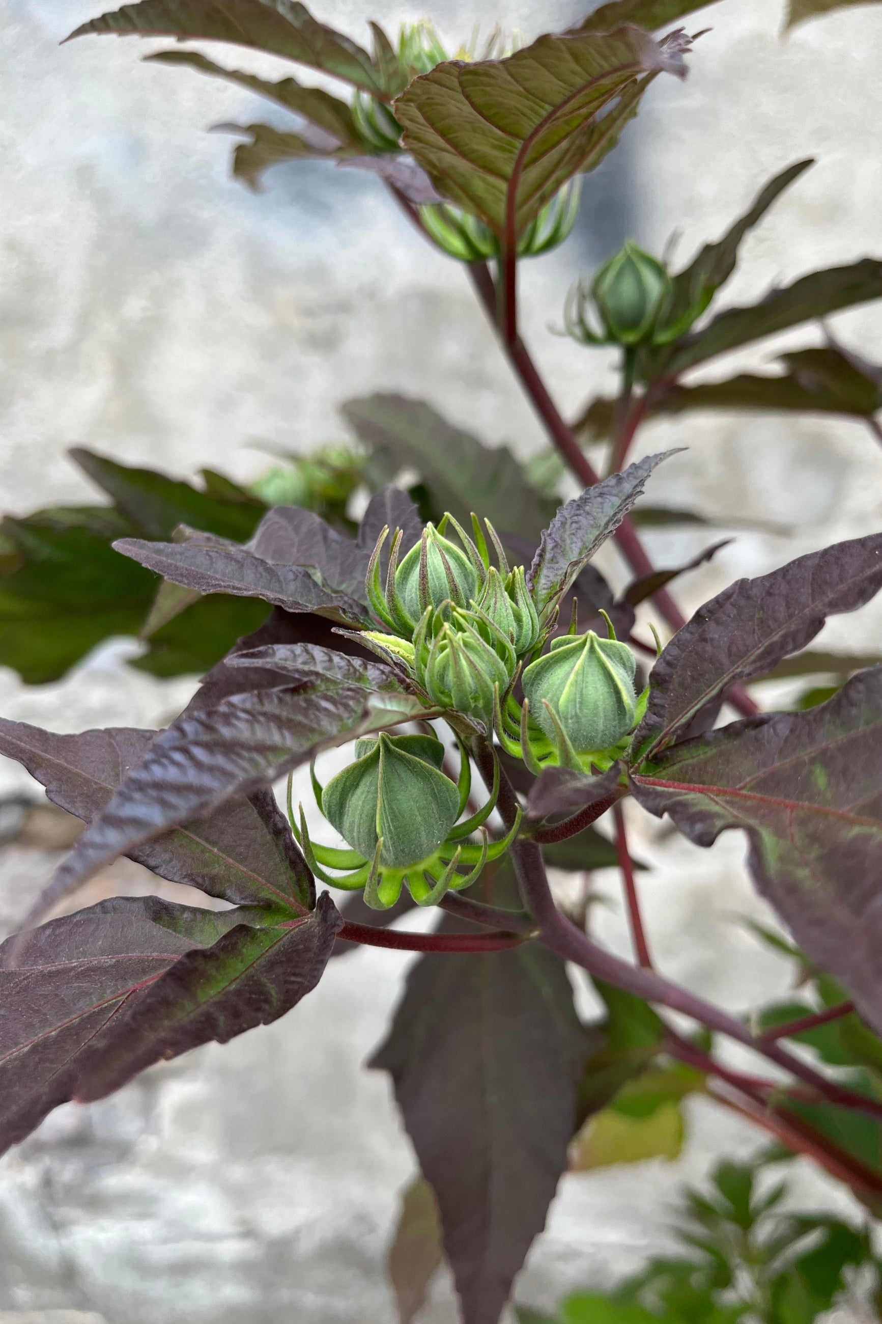 The buds and green with maroon leaves of the Hibiscus 'Berry Awesome' the end of June. ©Sprout Home