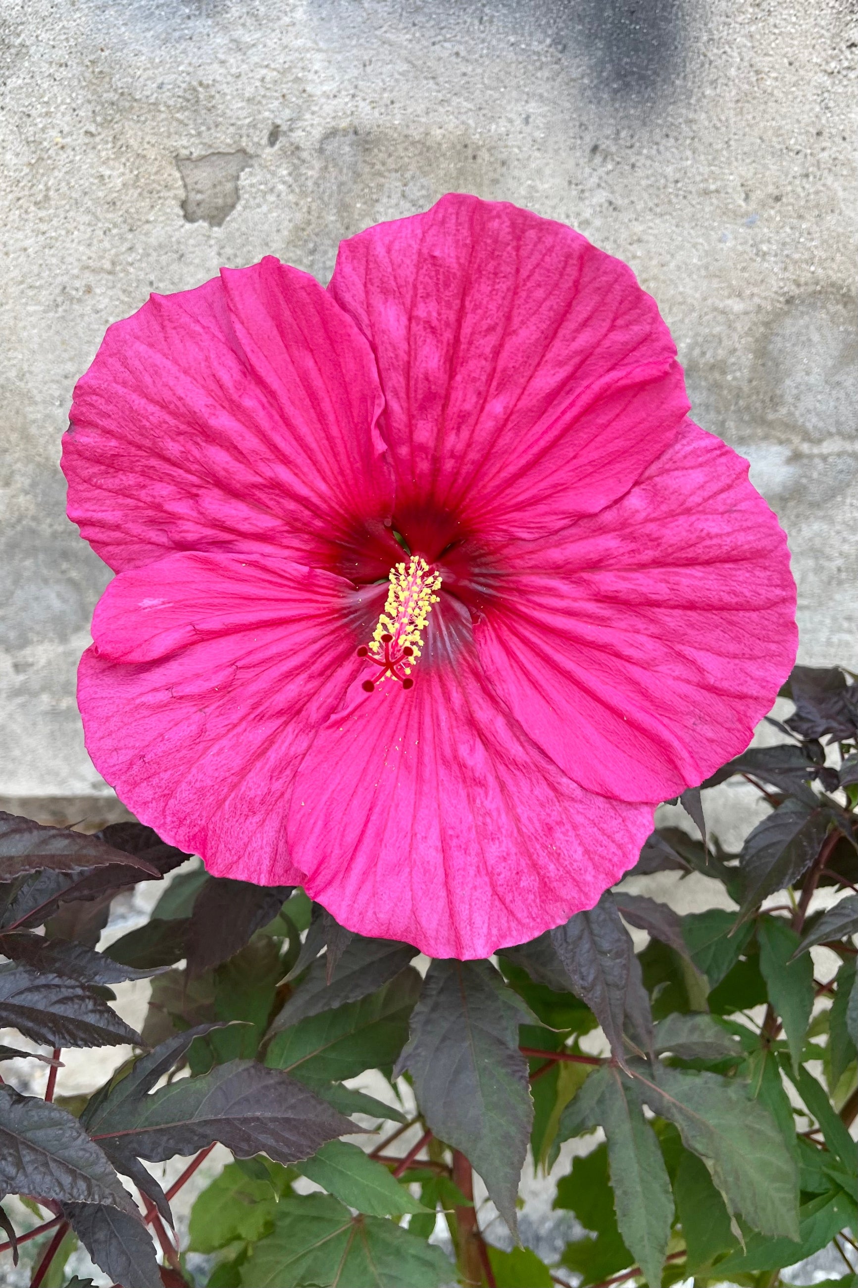detail image of Hibiscus 'Berry Awesome' rose mallow's massive 8" ruffled pink flowers with cherry red eye, mid-summer, early August ©Sprout Home