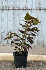 Hibiscus 'Dark Mystery' in a #3 growers pot before blooming the middle / end of June at Sprout Home. 