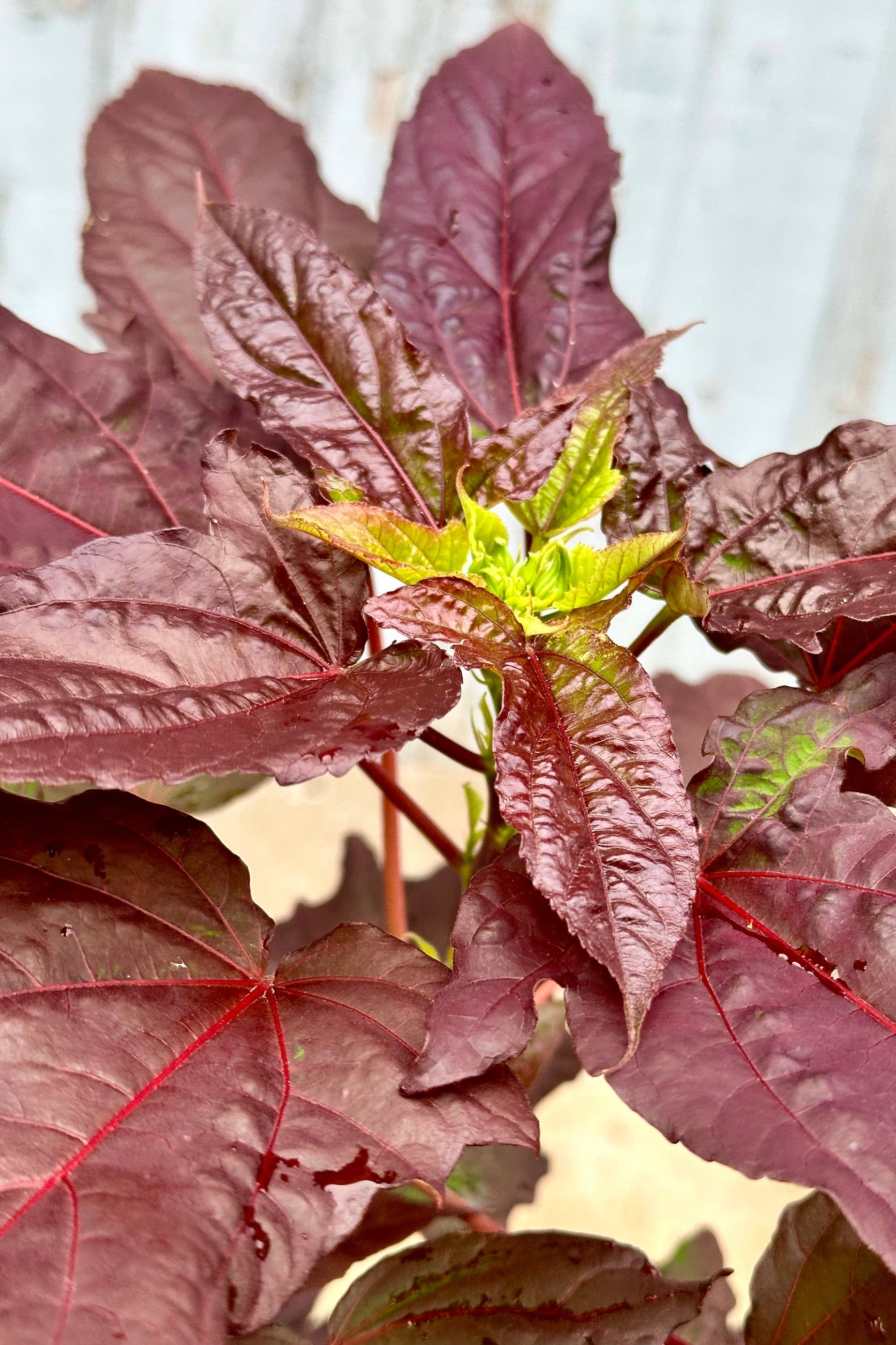 The burgundy and chartreuse leaves of the Hibiscus 'Dark Mystery' plant the middle to end of June ©Sprout Home