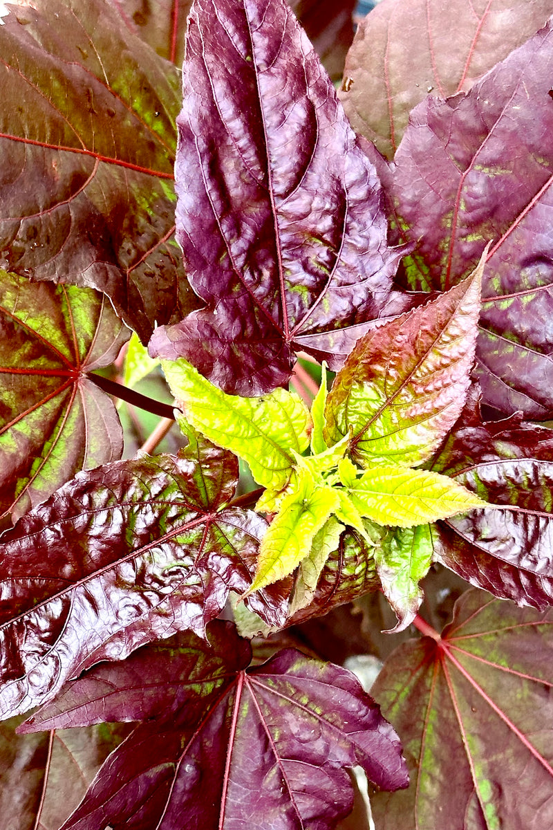 A close up of the burgundy leaves with chartreuse new ones the middle of June of the Hibiscus 'Dark Mystery'