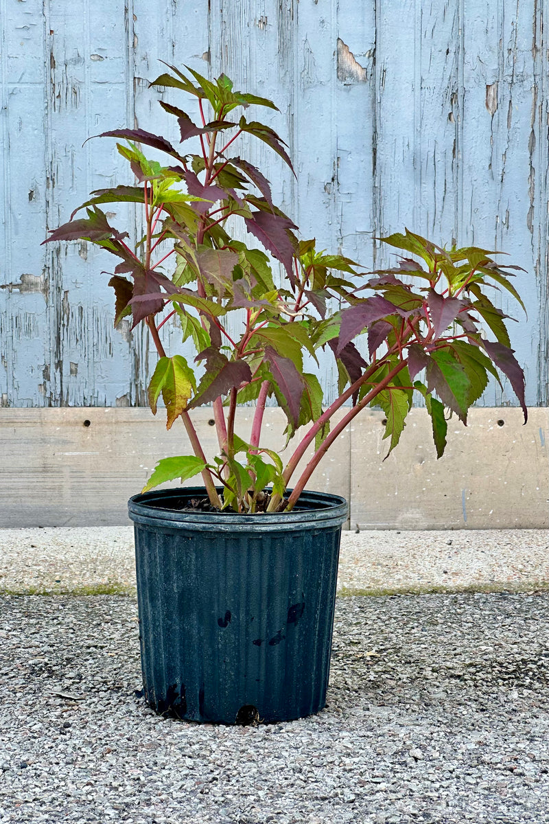 Hibiscus 'Mocha Moon' in a #2 growers pot mid July starting to bud.