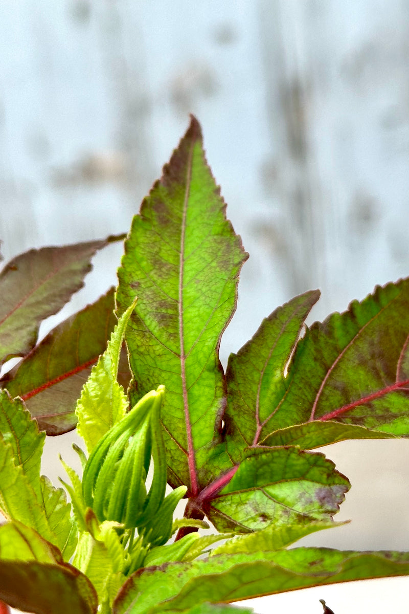 Hibiscus 'Mocha Moon' detail of the leaves showing the green to maroon colorations mid July