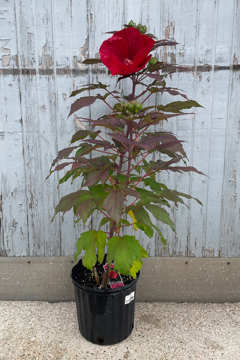 Hibiscus 'Midnight Marvel' in bloom mid July showing a huge red flower.