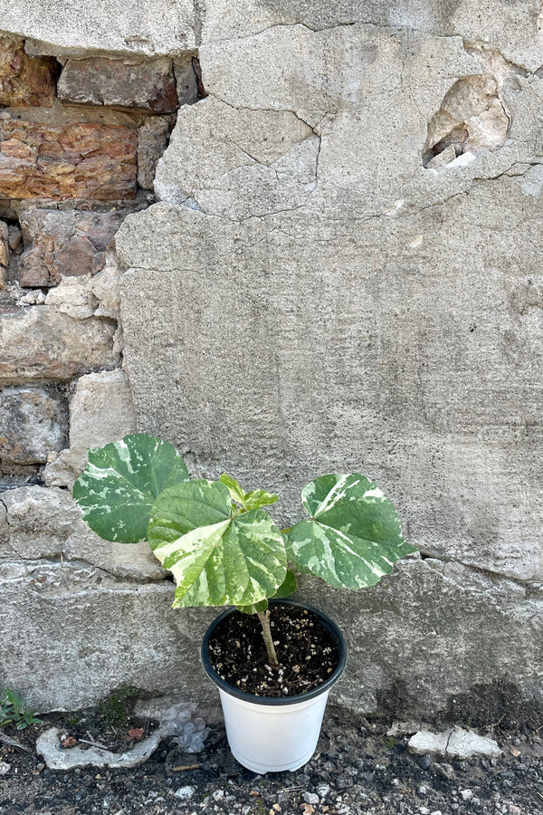 Photo of a Hibiscus tiliaceus 'Tricolor' tree in a nursery. pot against a cement wall.