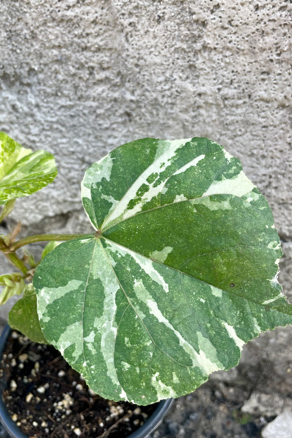 Close up photo of the mottled green and white leaf of the Hibiscus tiliaceus 'Tricolor' tree against a cement wall