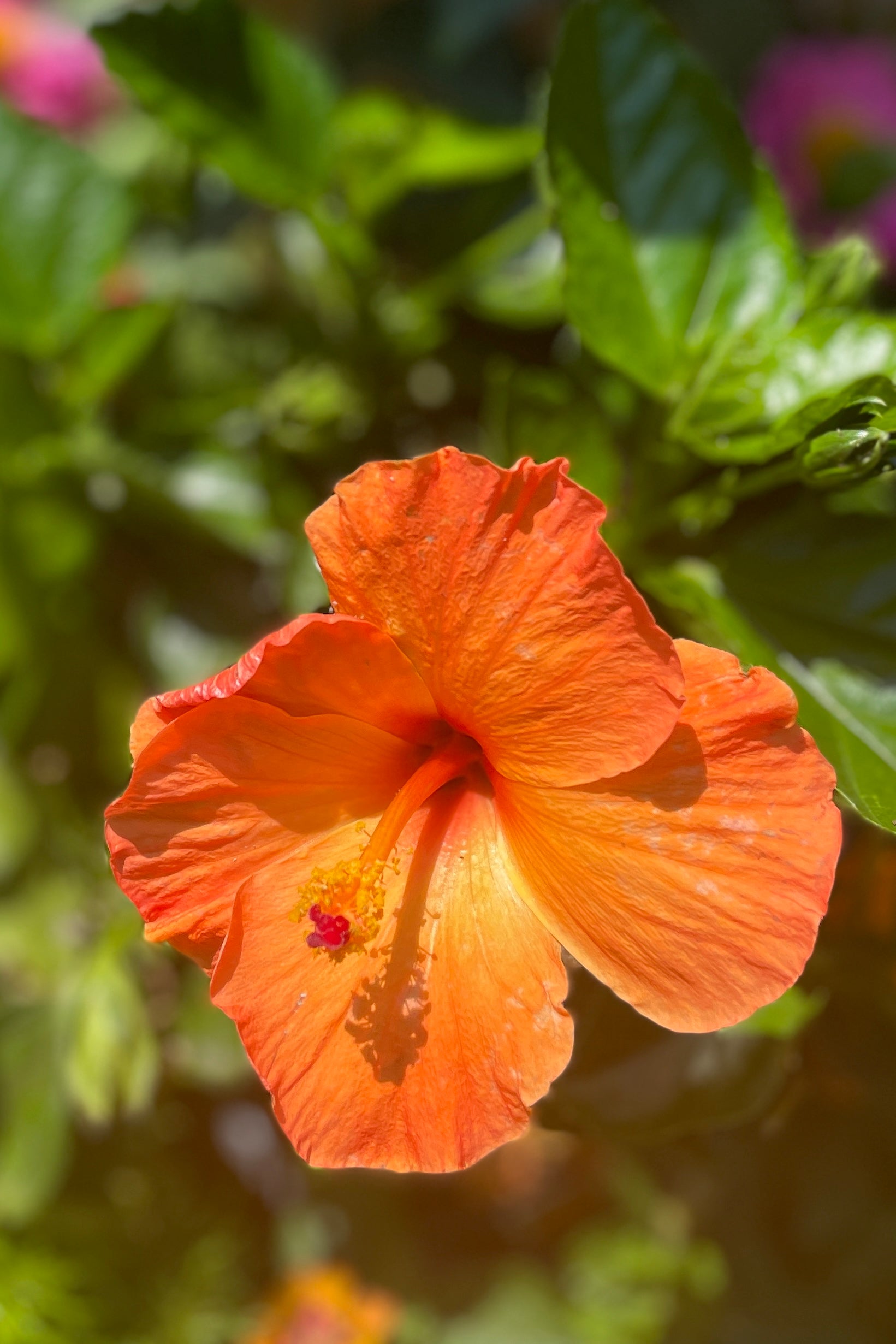 A orange flower of a tropical Hibiscus plant the middle of June at Sprout Home.  ©Sprout Home
