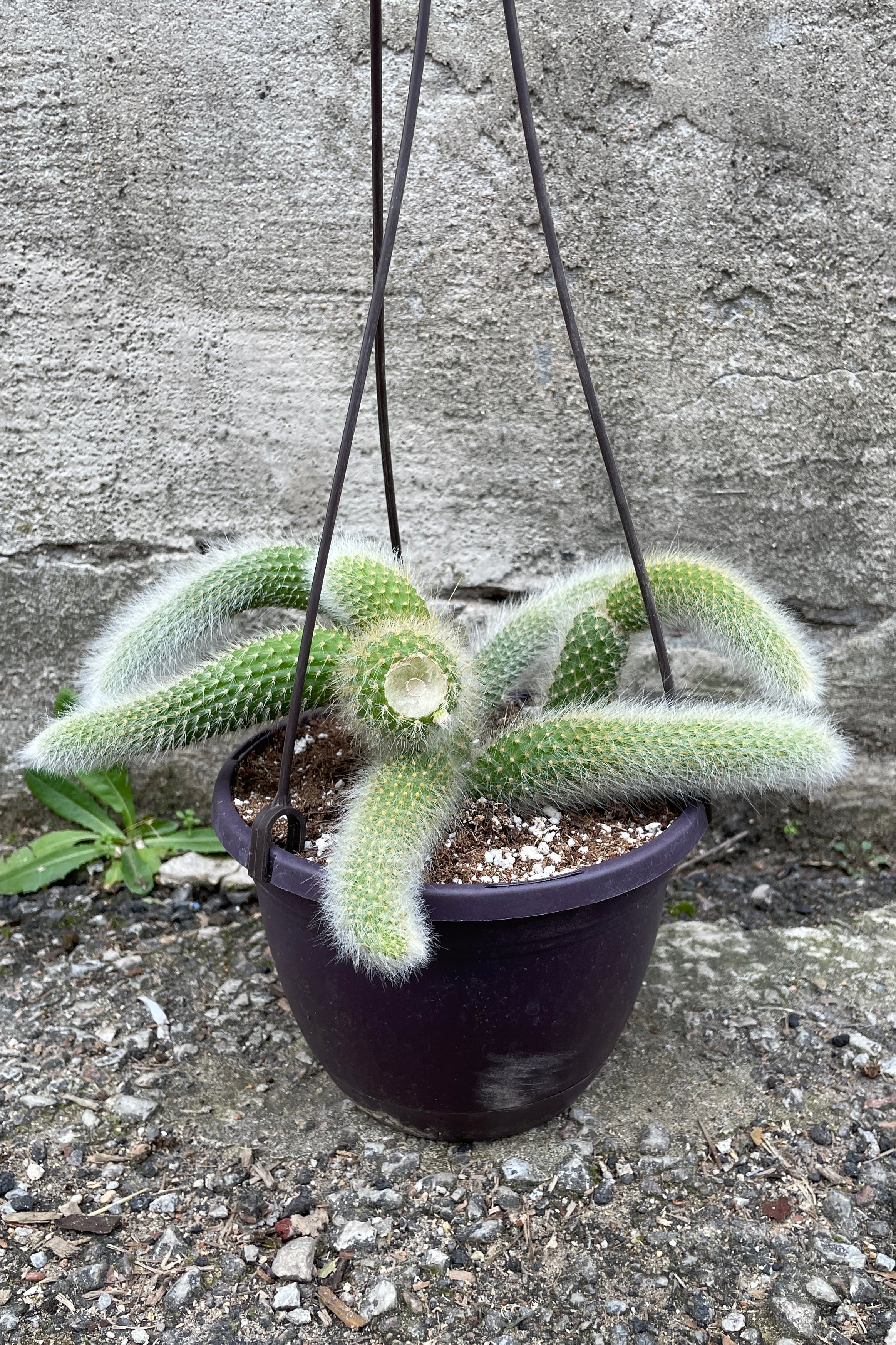 Hildewintera colademononi plant in a 6" growers pot. 