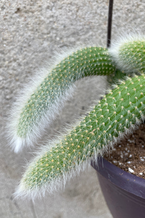 A close up picture of the succulent limbs of the Hildewintera colademononi plant