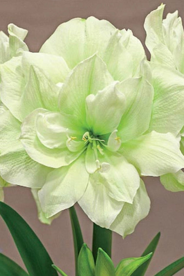 Photo of a light green, double-petaled Amaryllis flower against a gray background.