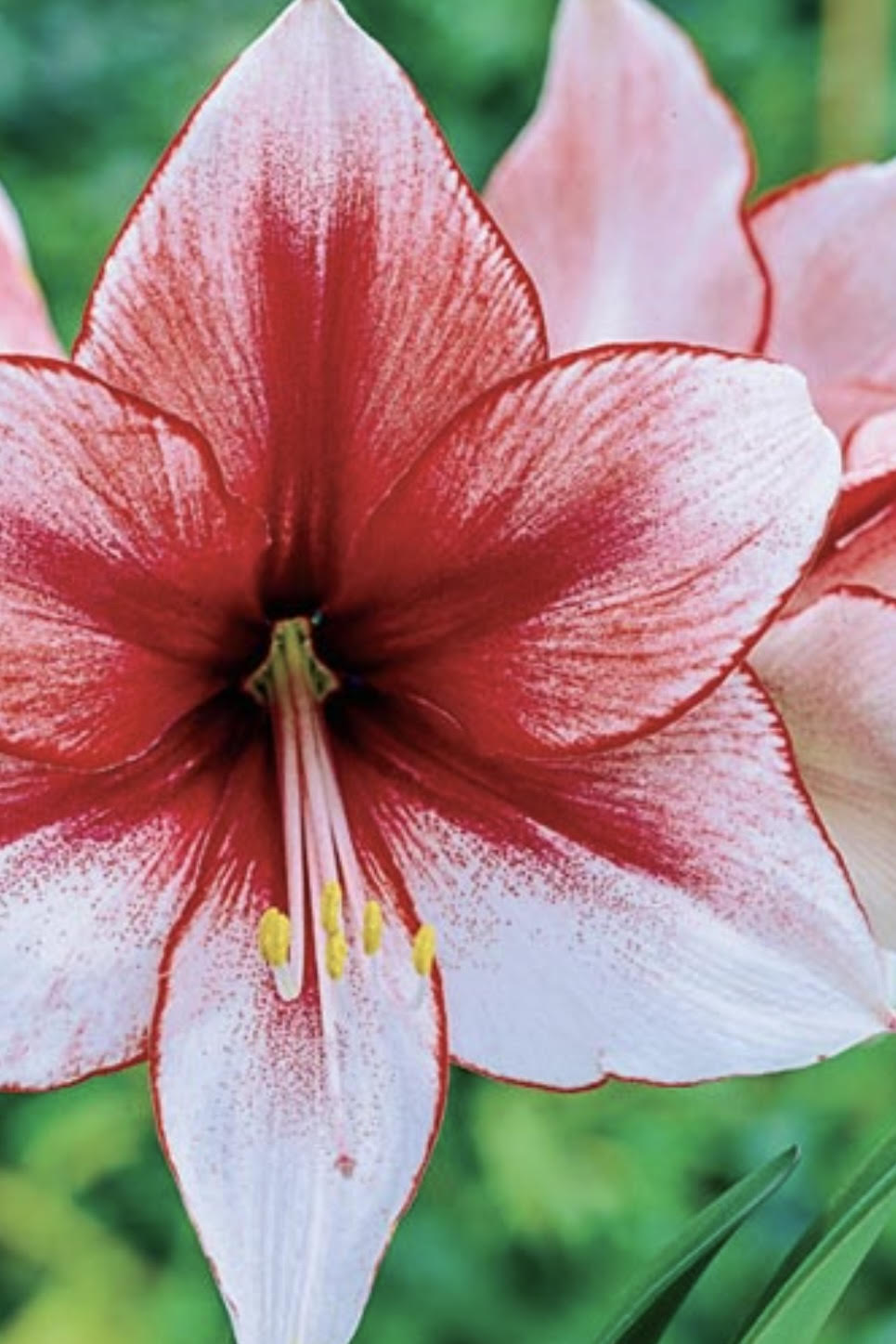 White Amaryllis Flower with bright red striation against green background