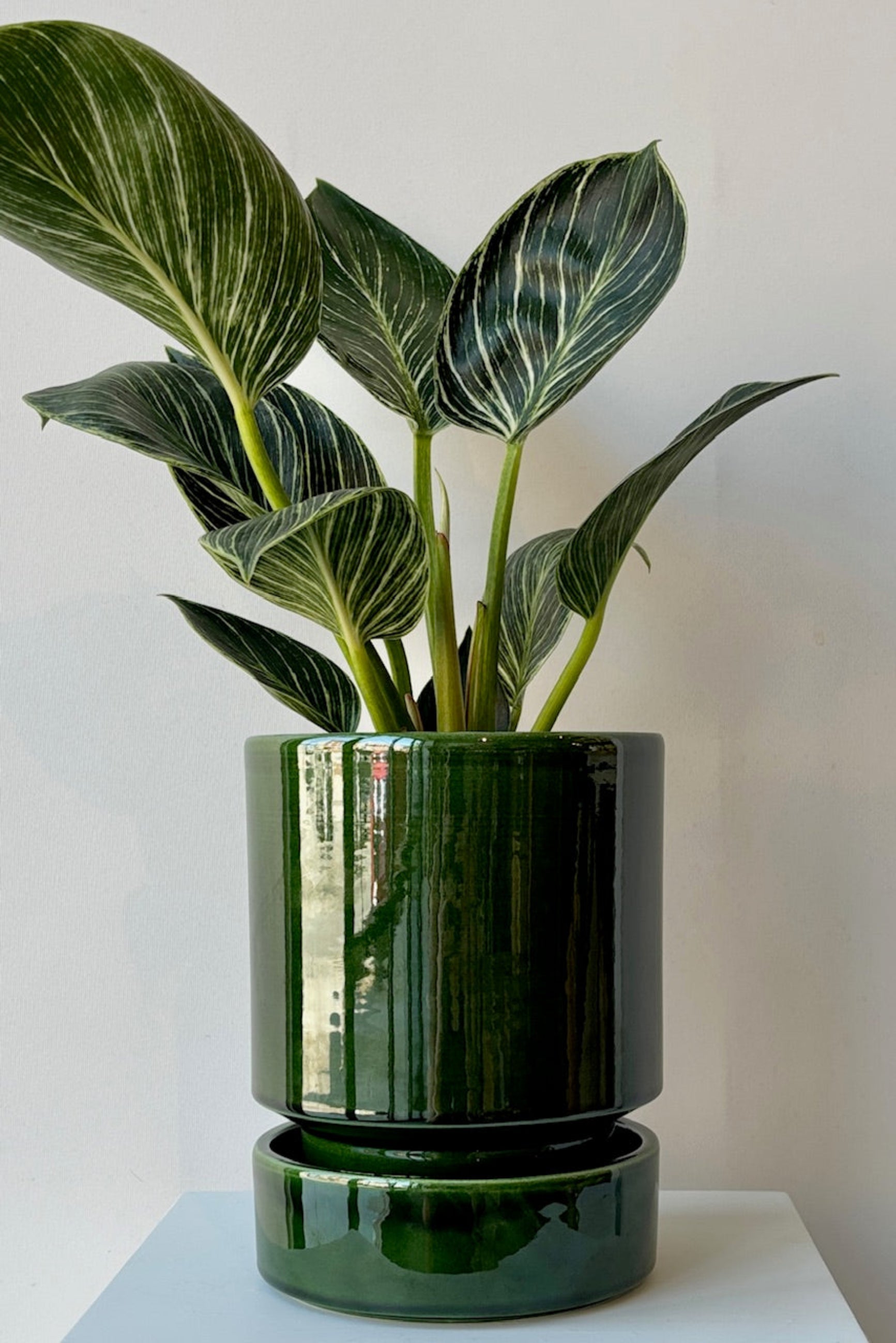 A green glazed ceramic pot with a plant designed by Danish artist Anne Hoff, with a matching glazed saucer ©Sprout Home