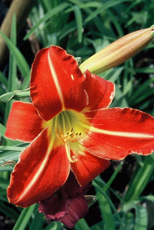 Hemerocallis 'Chicago Fire' red bloom up close ©Hoffie Nursery
