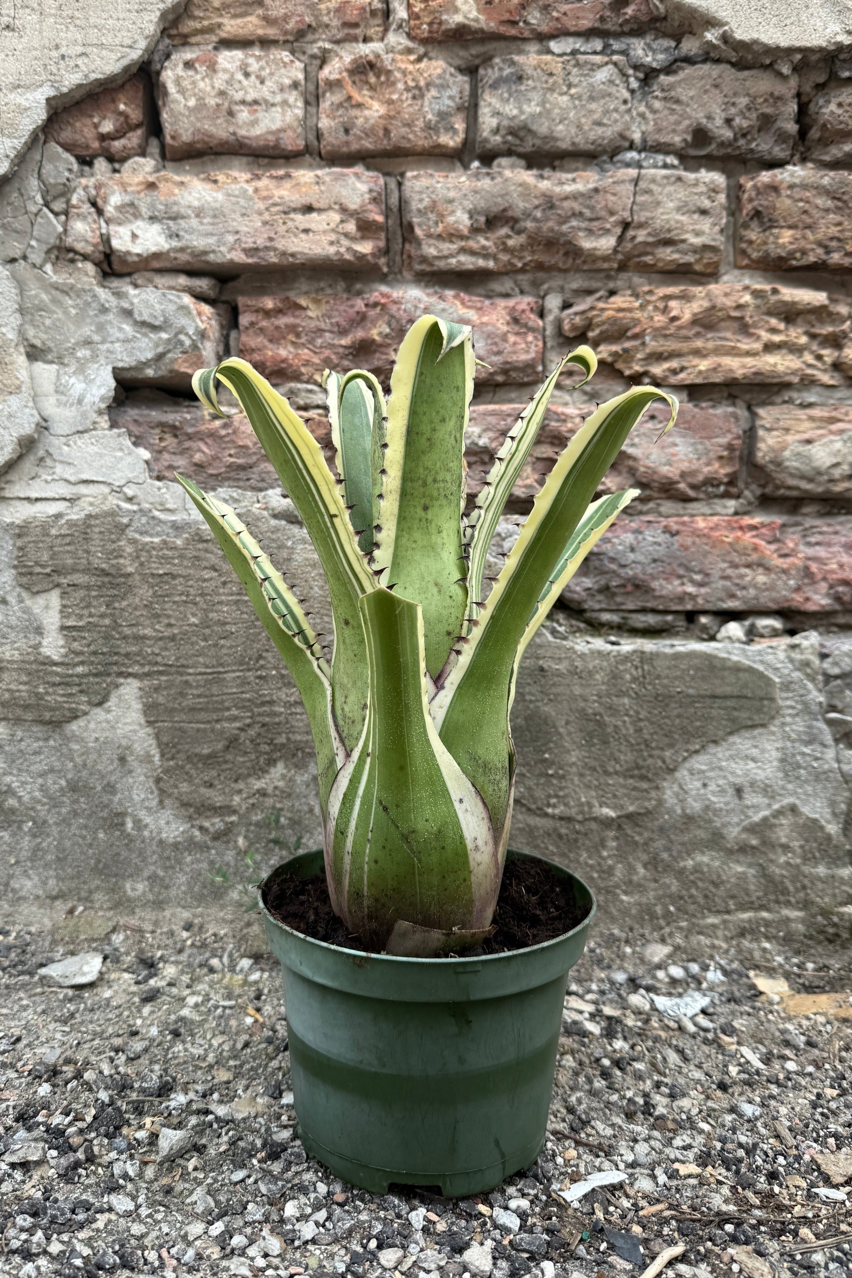 Hohenbergia edmundoi in a 6" growers pot against a brick and concrete wall ©Sprout Home