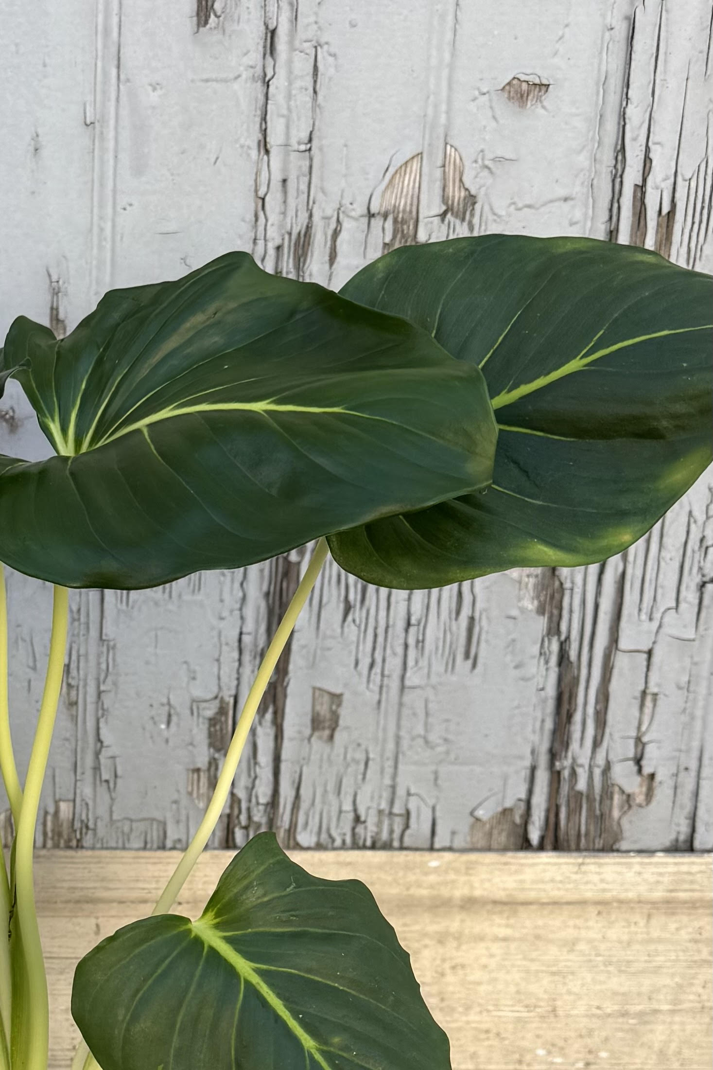 Photo of the large heart shaped green leaves of Homalomena lindenii against a gray wall. The dark green leaves have a bright golden vein. View from the side.