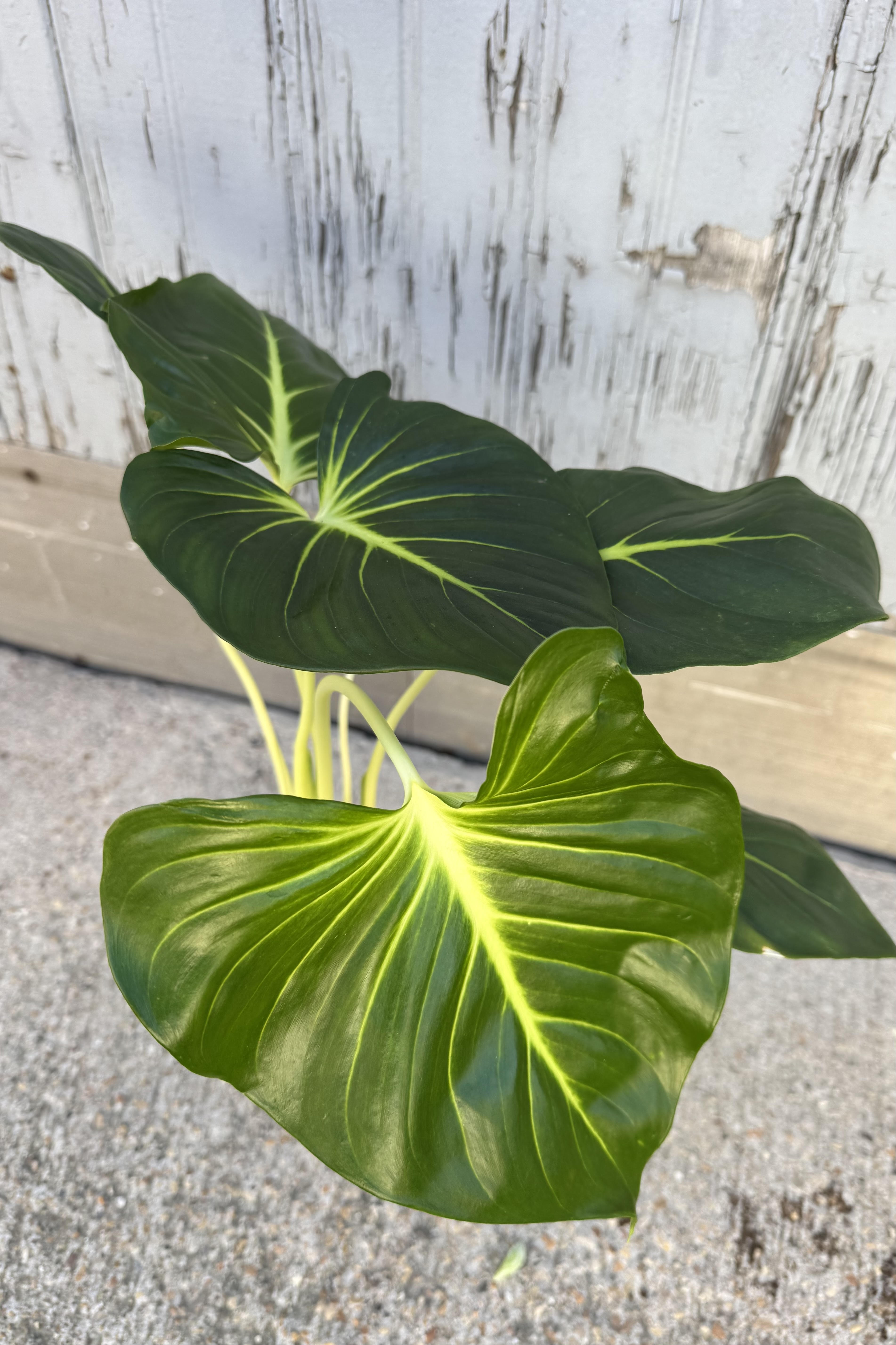 Photo of the large heart shaped green leaves of Homalomena lindenii against a gray wall. The dark green leaves have a bright golden vein. View from above.