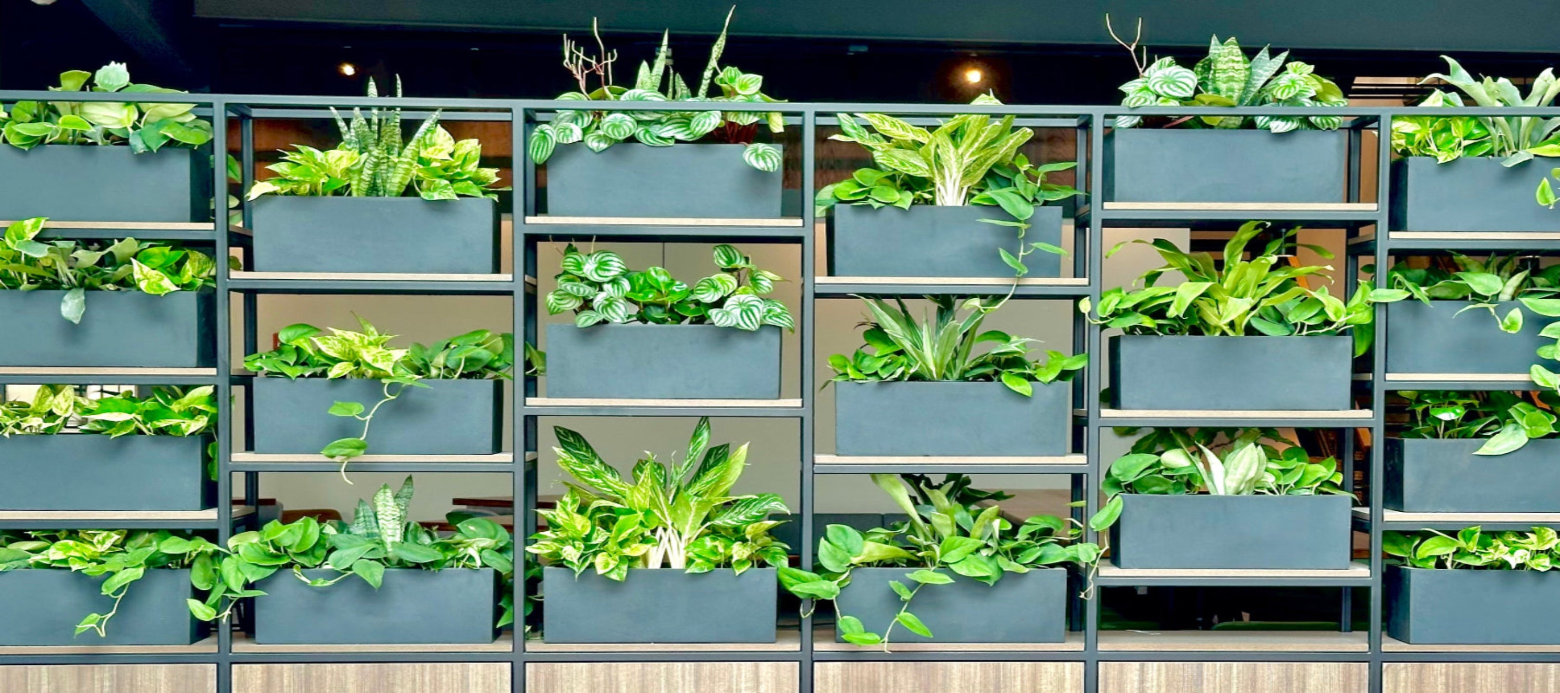 Green plants in rectangular grid of grey pots in a local business ©Sprout Home