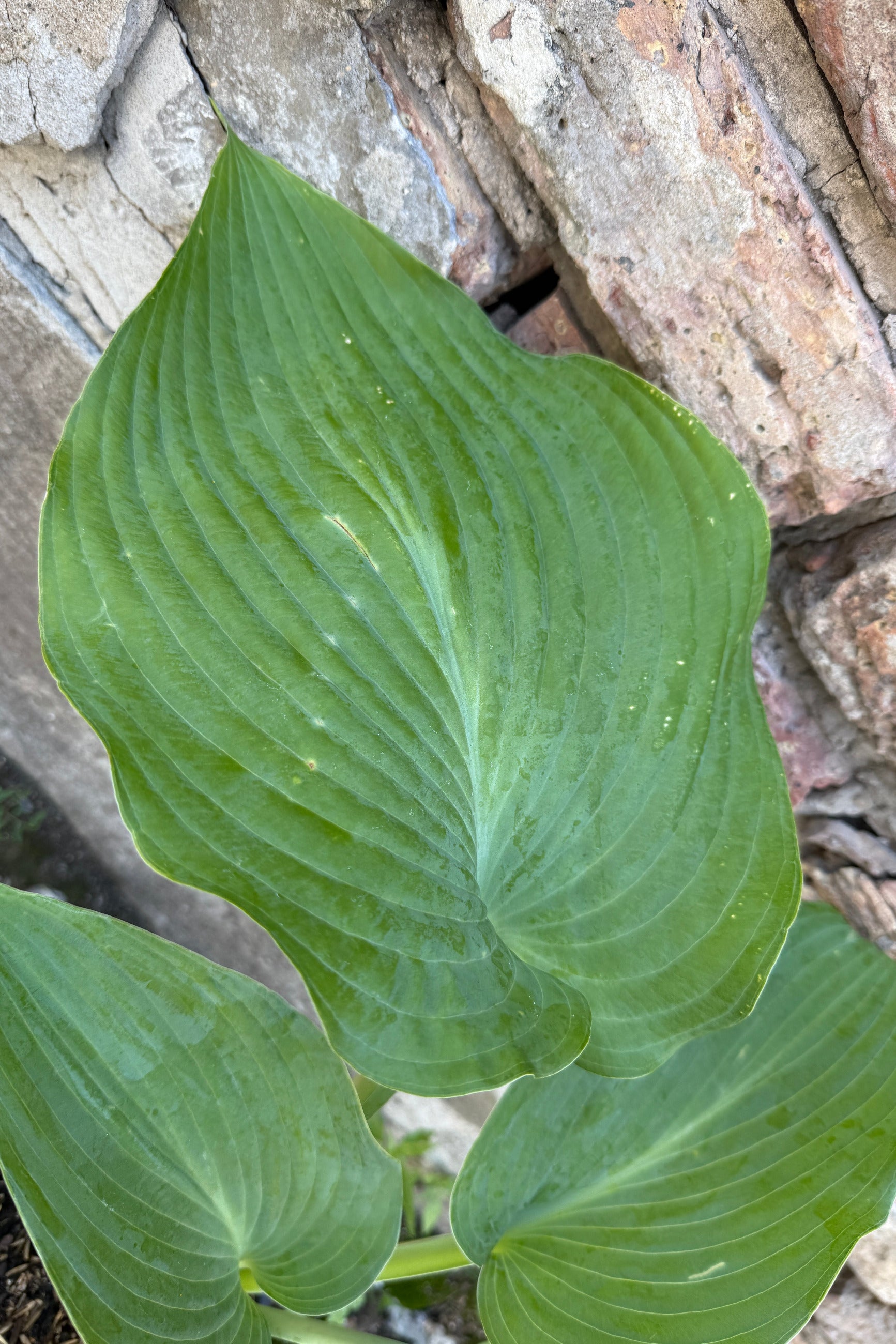 Hosta 'Blue Angel' leaves the middle of June against a brick wall ©Sprout Home