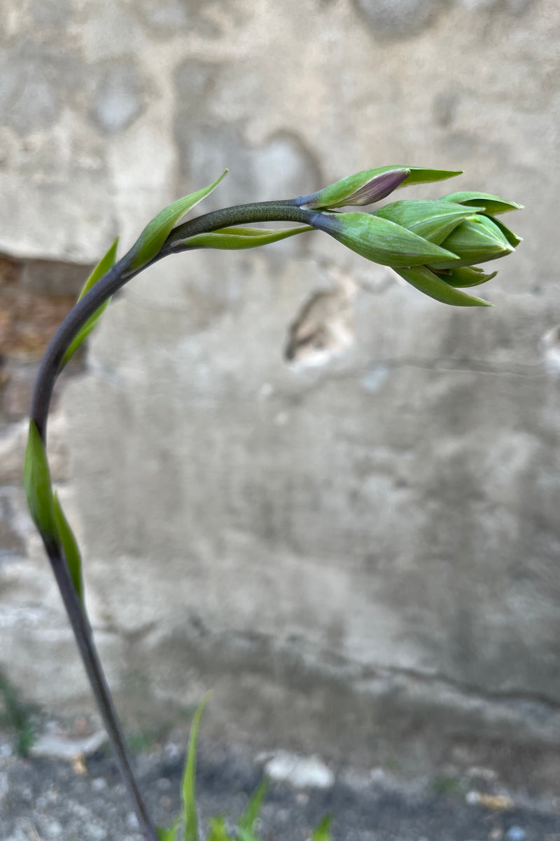 detail image of Hosta 'Curly Fries' showing new flower stem about to bloom, in midsummer, early August