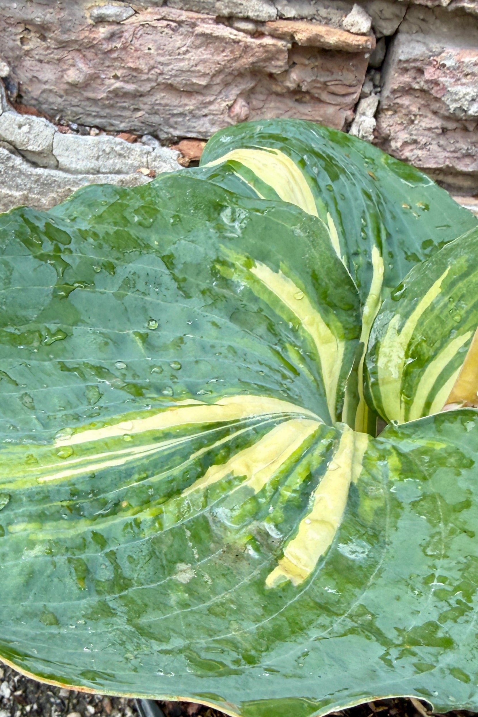 Large Hosta 'Dream Weaver' green leaf with yellow veins against a stone wall background the middle of June ©Sprout Home