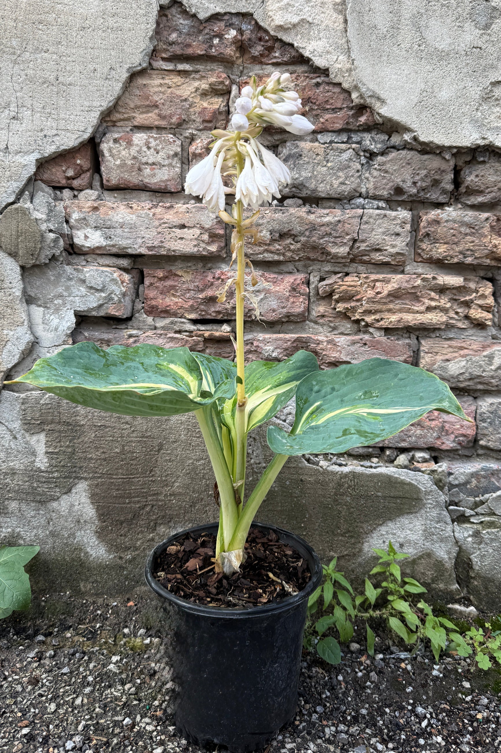 Hosta 'Dream Weaver' in a #1 growers pot the middle of June and in bloom ©Sprout Home