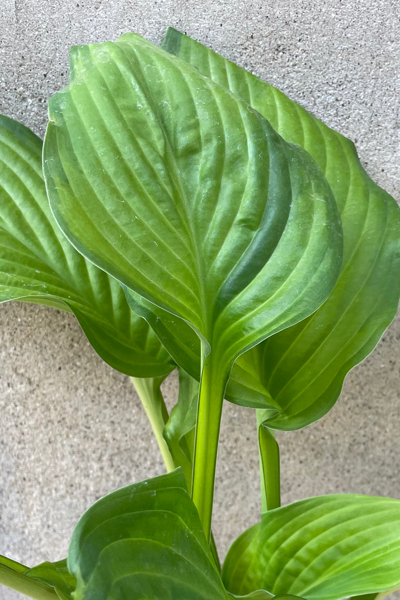 up close picture of the heart shaped variegated leaves of the Hosta 'Guacamole'