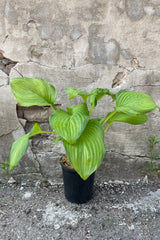 Hosta 'Guacamole' in a #1 growers pot mid to late May with its large heart shaped bright two tones leaves.